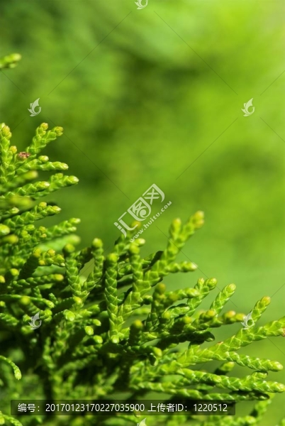 花框