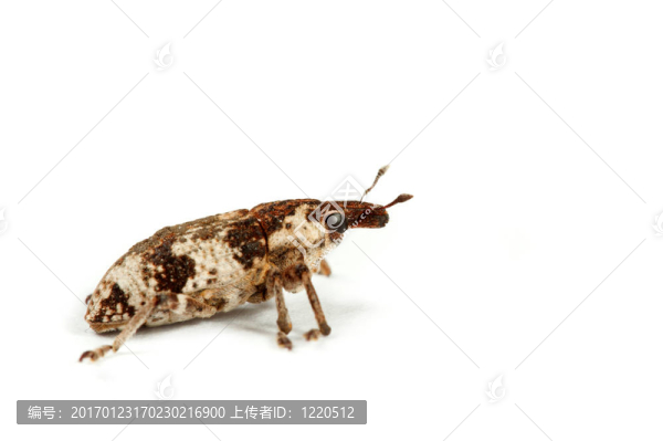 象甲
