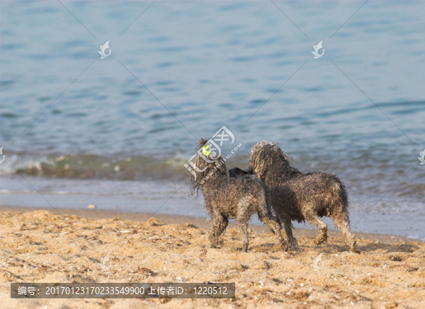 海灘上的夫婦
