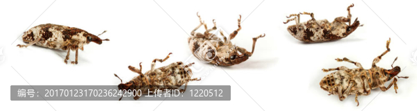 象甲