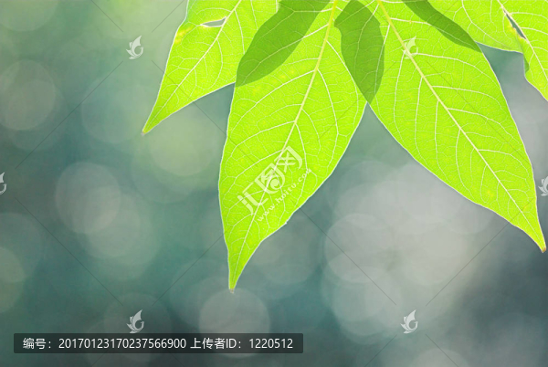與背景虛化背景的葉子