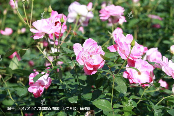 玫瑰花-匯圖網(wǎng) www.fosd68.com 玫瑰花