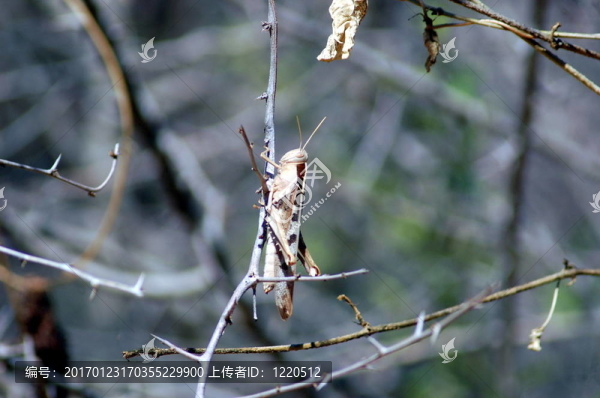 蚱蜢-匯圖網(wǎng) www.fosd68.com 蚱蜢