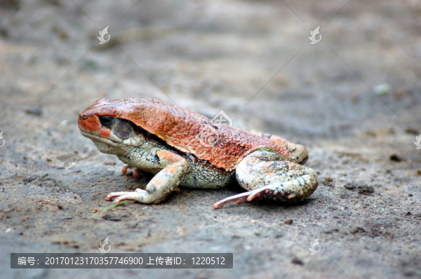 橙色的青蛙