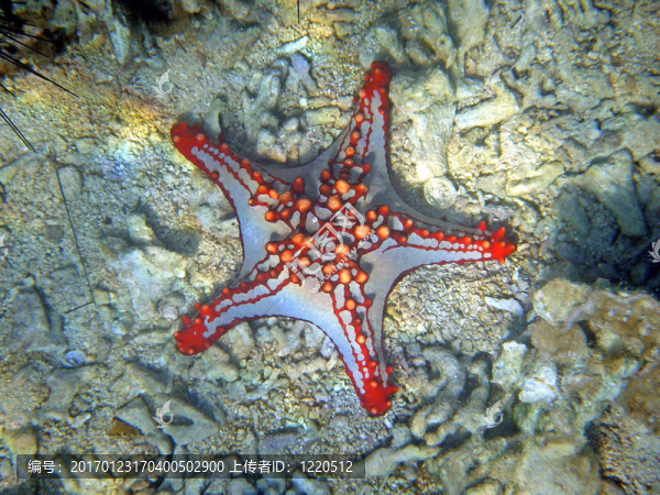 海星在海底