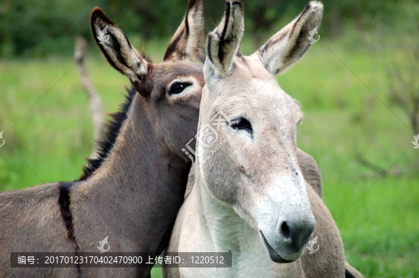 donkeylove