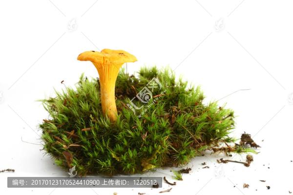 孤立的蘑菇