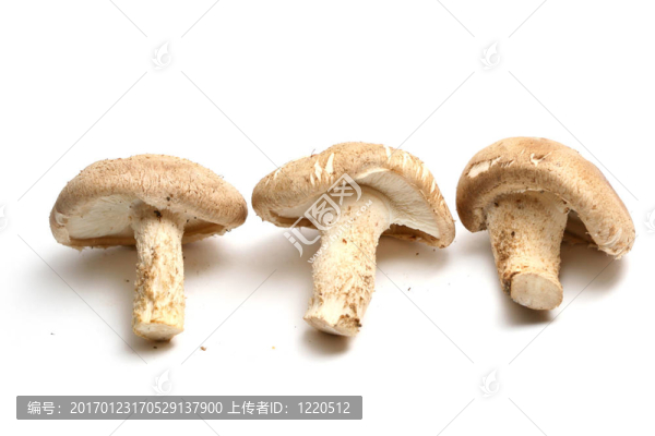 香菇
