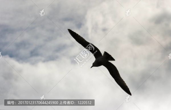 鳥