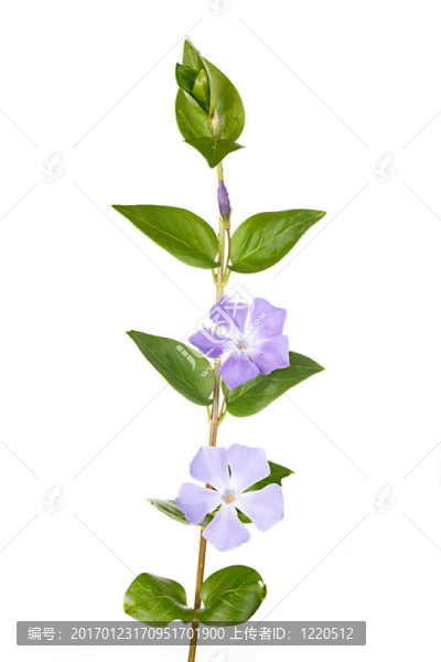 長(zhǎng)春花