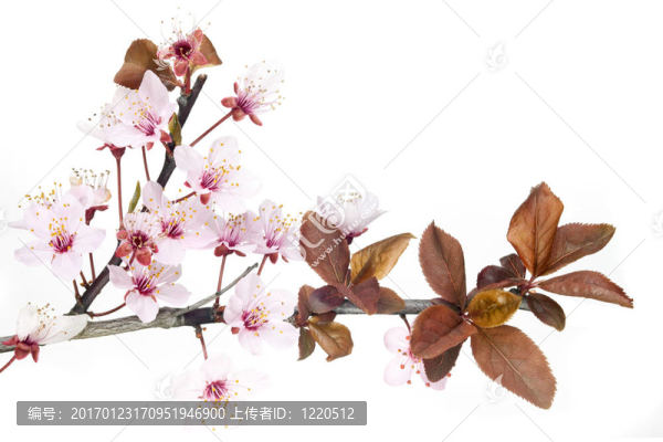 梅花樹(shù)的花