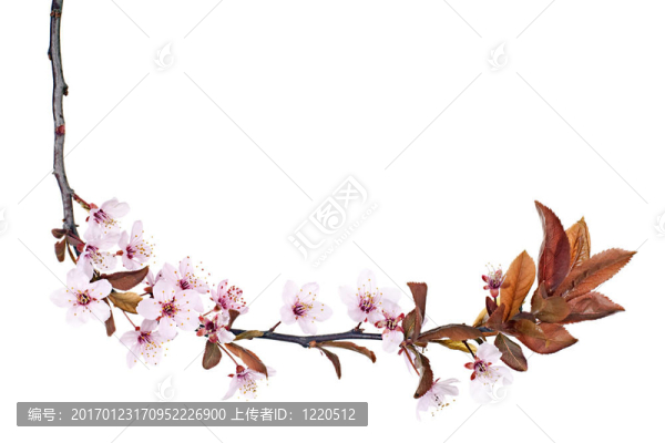 李樹開花