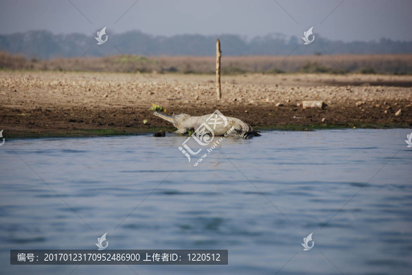 Gharial,Crocodile