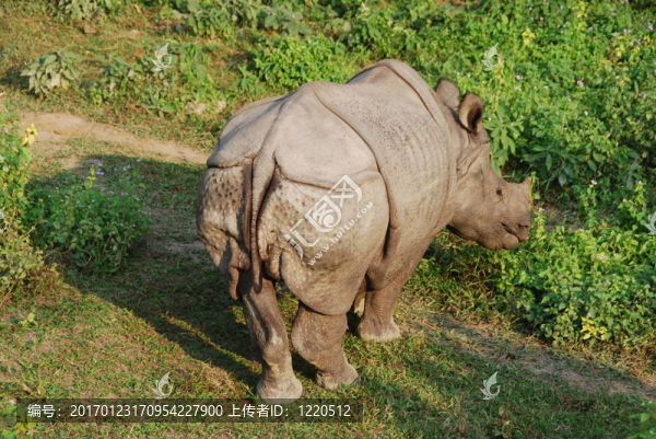 犀牛D-匯圖網(wǎng) www.fosd68.com 犀牛D