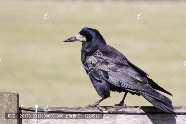 烏鴉-匯圖網(wǎng) www.fosd68.com 烏鴉