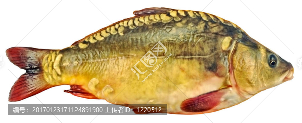 新鮮的鏡鯉