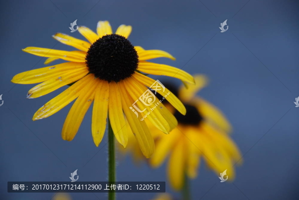 棕色眼睛Susans
