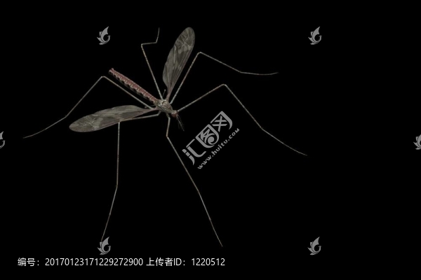 蚊子
