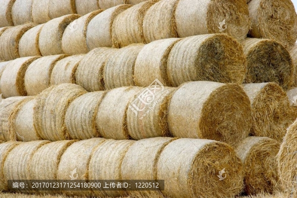 干草堆