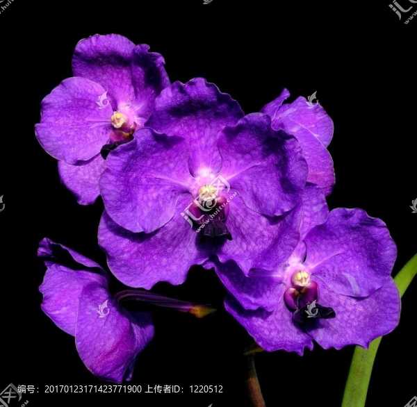 紫色中聯(lián)-中聯(lián)蘇福勒