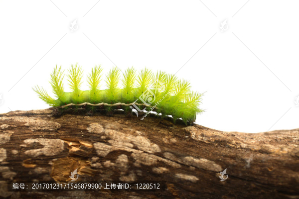 substr（可怕的綠色卡特彼勒；0；200）