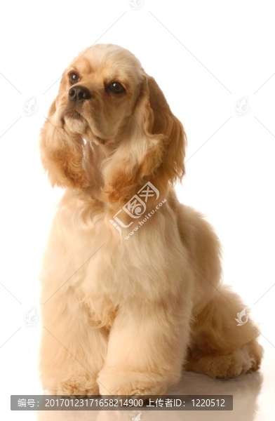 可卡犬