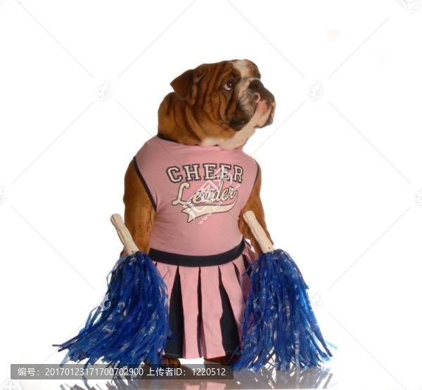 狗打扮成啦啦隊(duì)-匯圖網(wǎng) www.fosd68.com 狗打扮成啦啦隊(duì)