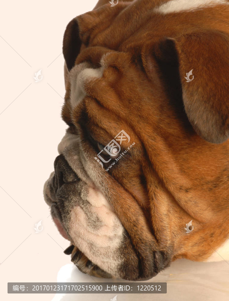 英國斗牛犬