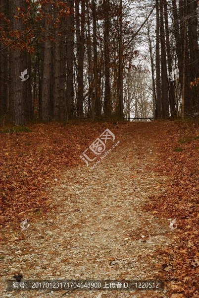 林中小路門-匯圖網(wǎng) www.fosd68.com 林中小路門