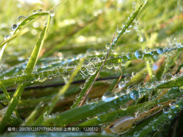 沾著露水的草地