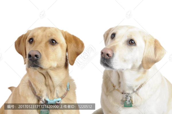 白色的拉布拉多犬
