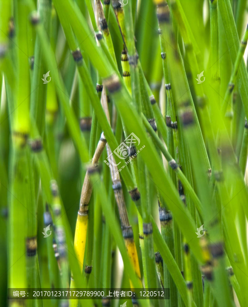 小綠棒組合物