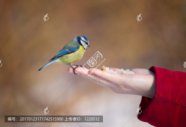 一個(gè)掌上bluetit