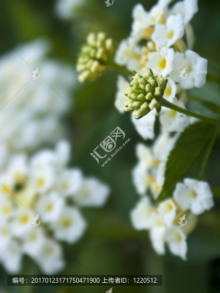 白色的小花