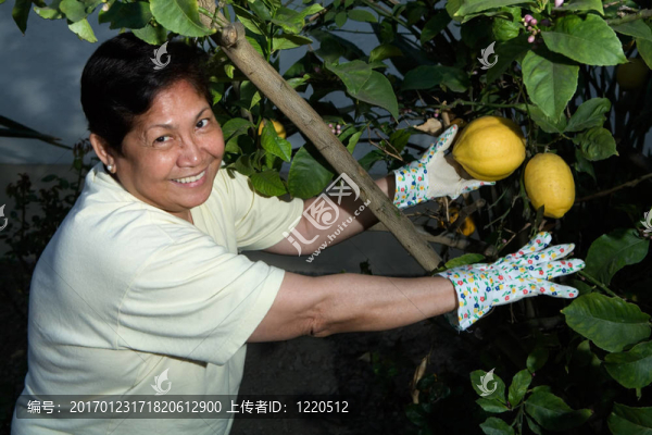 摘檸檬