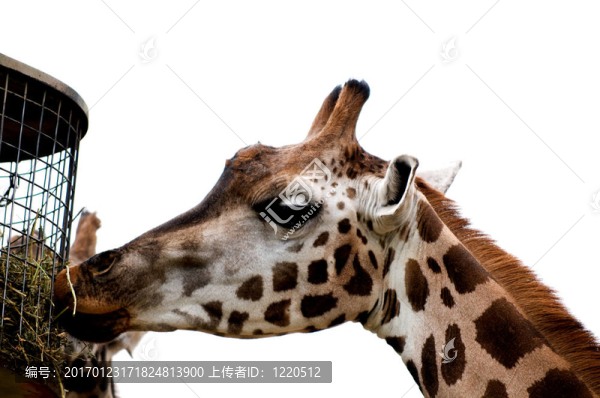 關(guān)于大自然和所有生物的大小