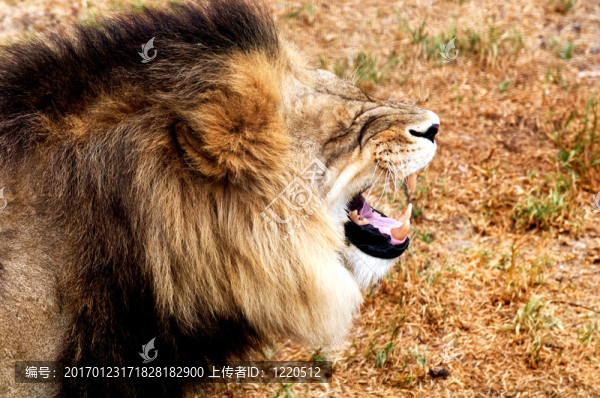 關(guān)于大自然和所有生物的大小