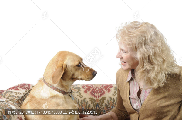 白色的拉布拉多和情婦
