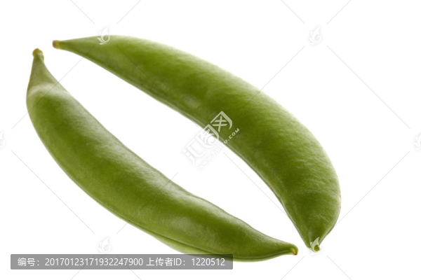 雪豌豆宏；