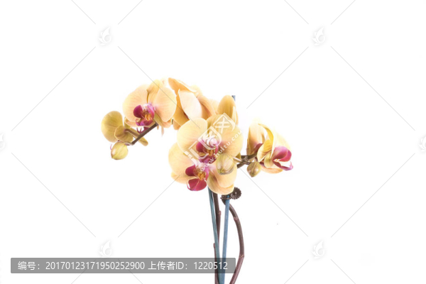 蘭花