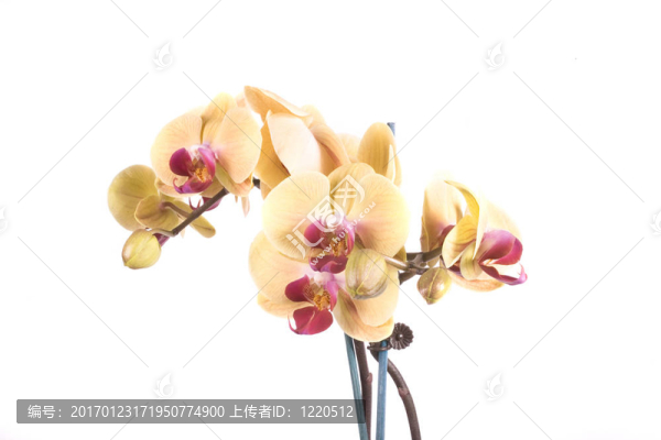 蘭花