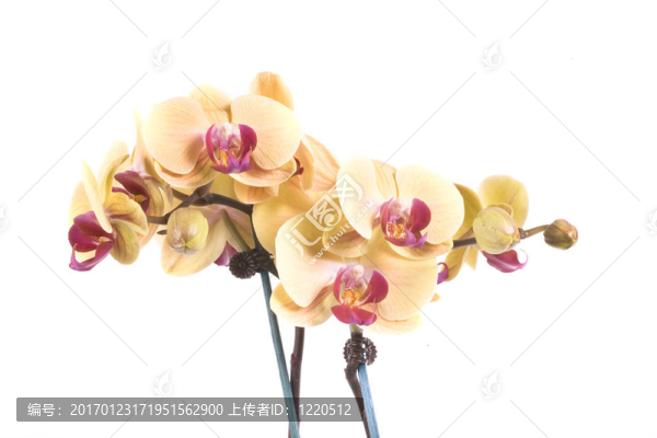 蘭花