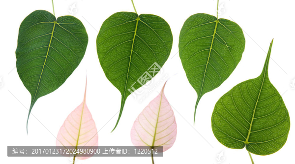 Bodhi離開(kāi)-匯圖網(wǎng) www.fosd68.com Bodhi離開(kāi)