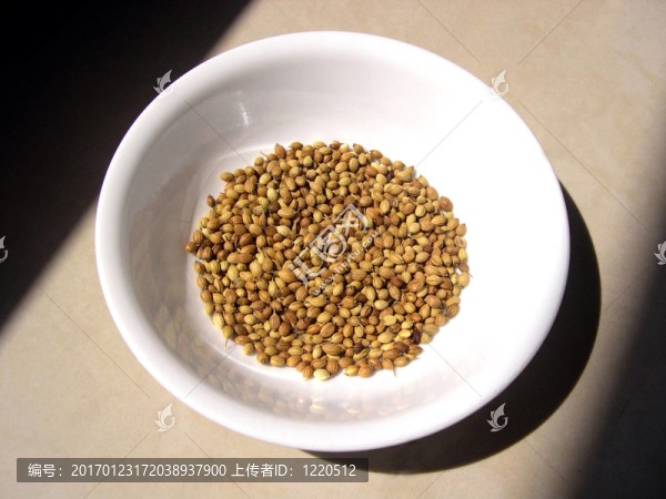 香菜種子在白色的碗