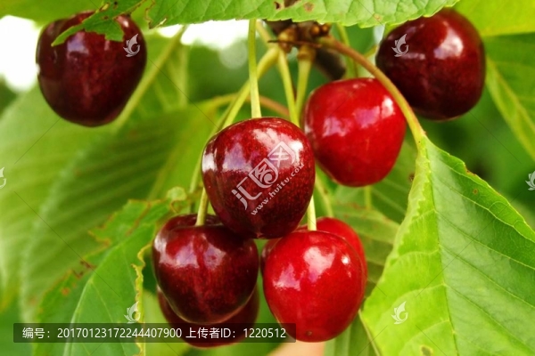 櫻桃