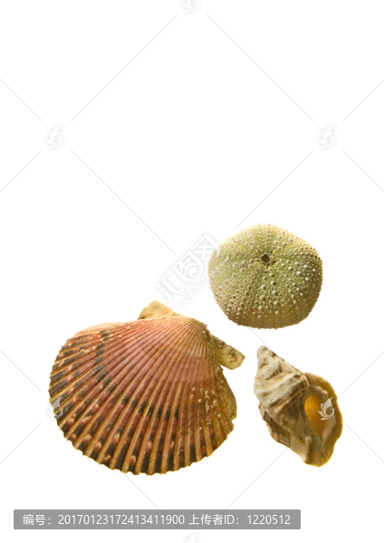 白色背景上分離的海貝殼