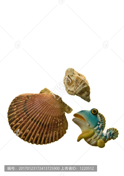 白色背景上分離的海貝殼