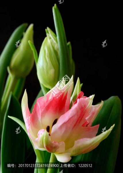 郁金香-匯圖網(wǎng) www.fosd68.com 郁金香