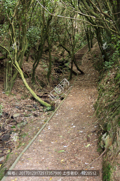 Wrights,Hill；惠靈頓；新西蘭