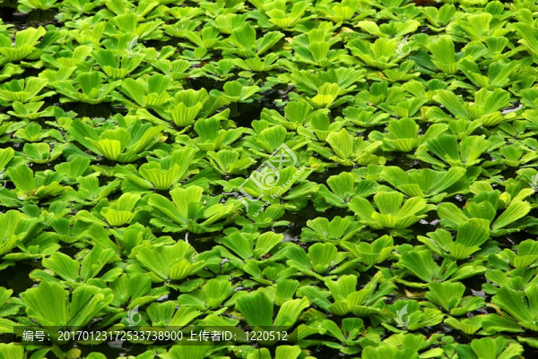 樹葉上有水滴的植物